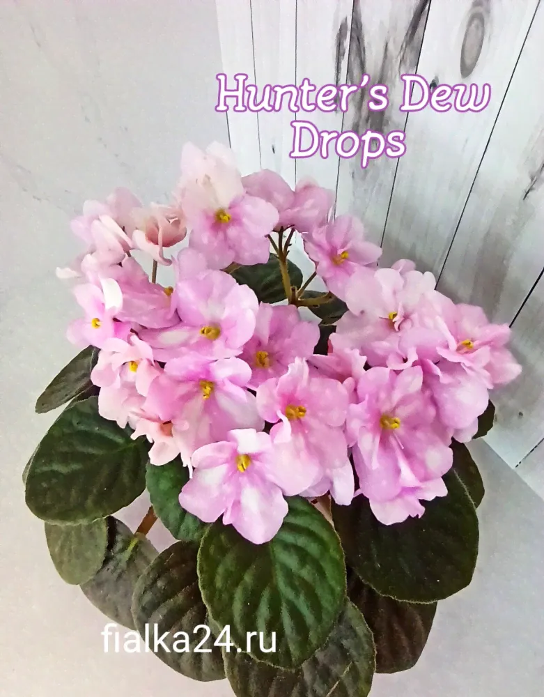 Hunter's Dew Drops (Muzalewski)