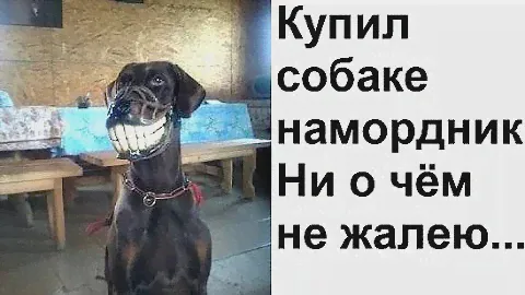 намордники для собак